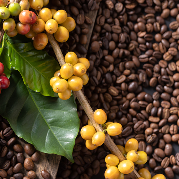 Coffee Beans - Image 3